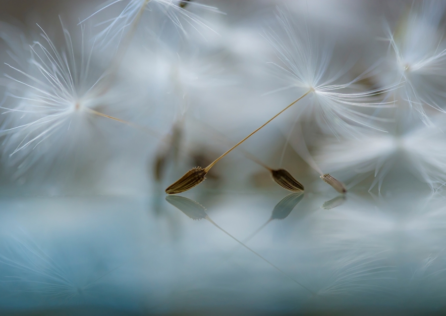 Ballet dancers of nature