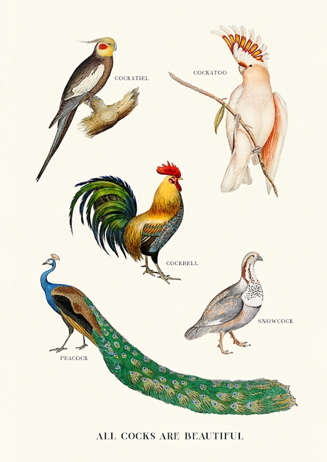 All Cocks Are Beautiful