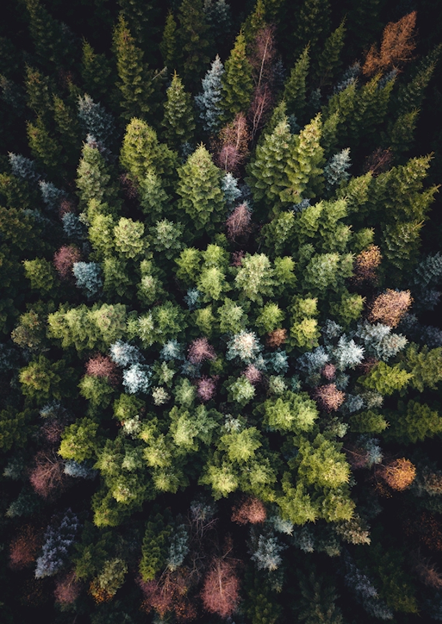 Farverige trætoppe ovenfra