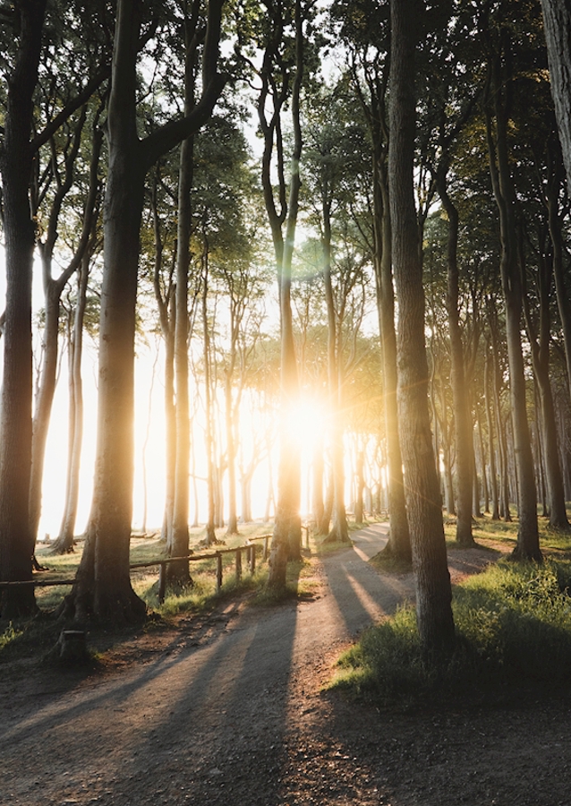 Sunrise in the forest 