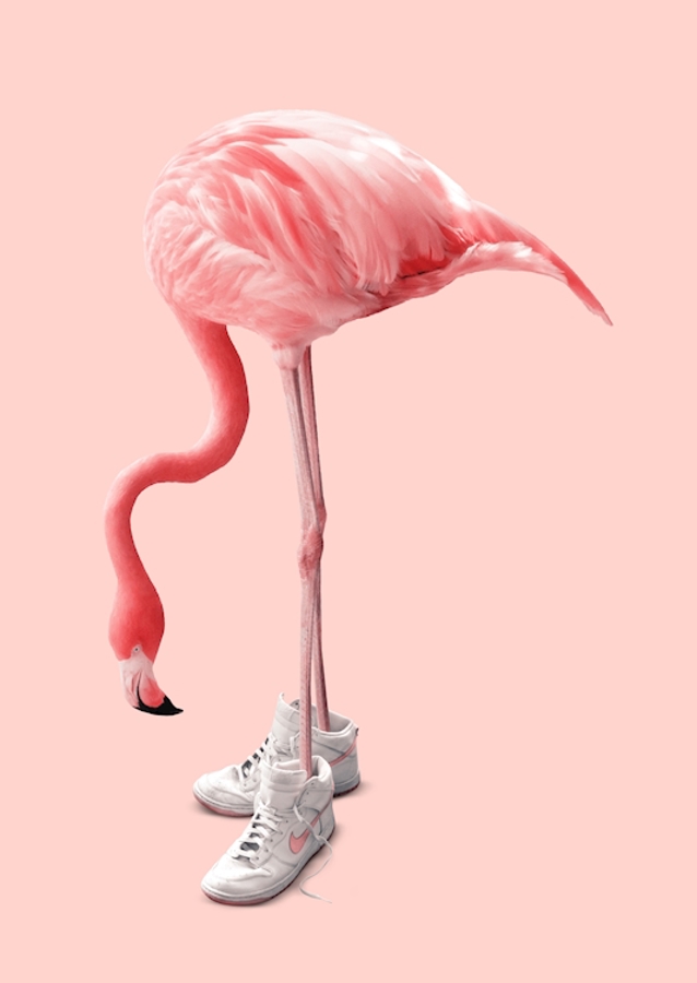Sneaker Flamingo