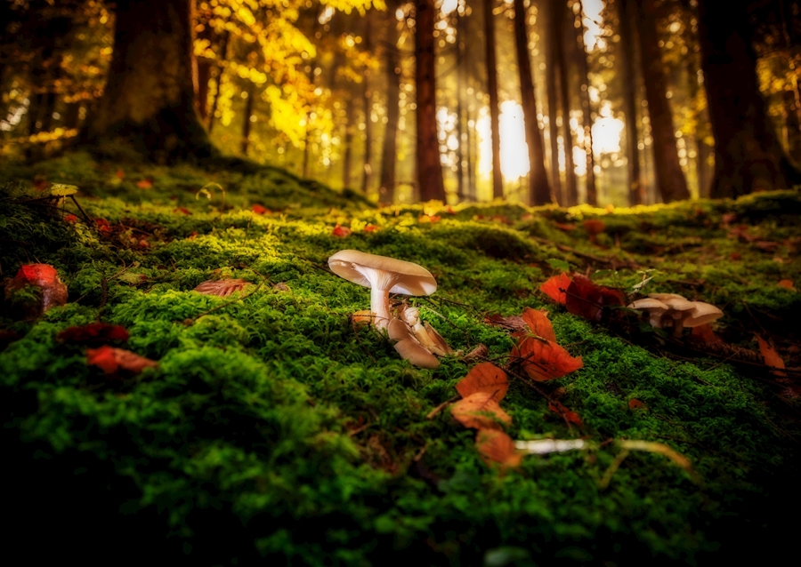 fairy forest