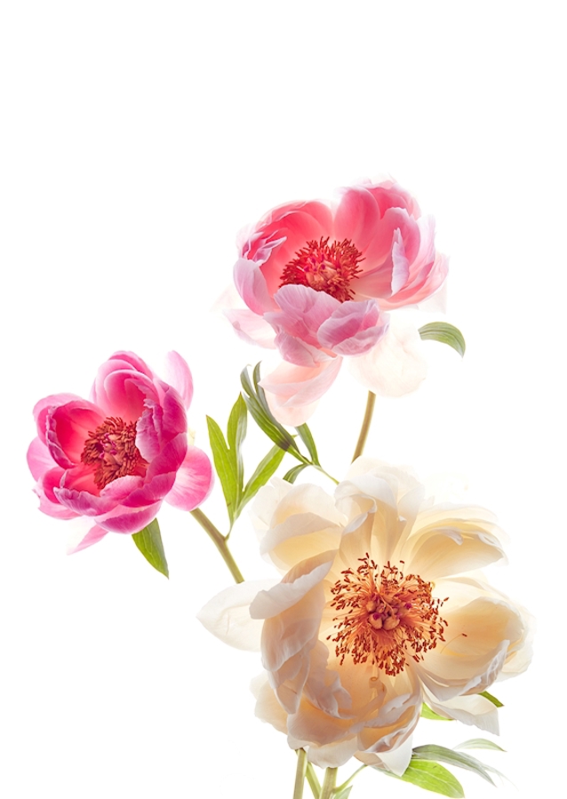 Flower-triptych CENTRE