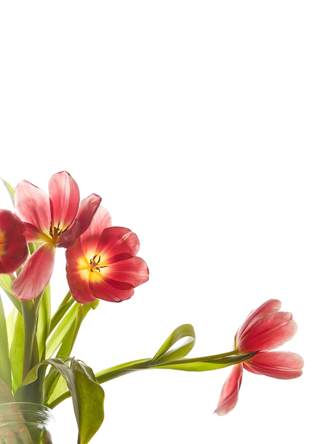 Flower-triptychon RECHTE Seite