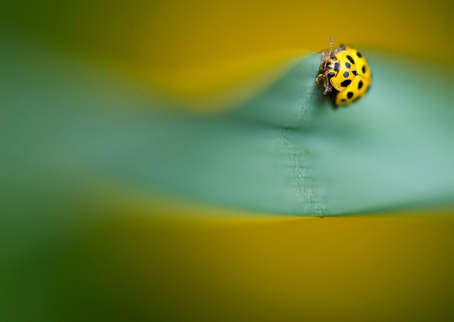 Gul mariehøne på blade