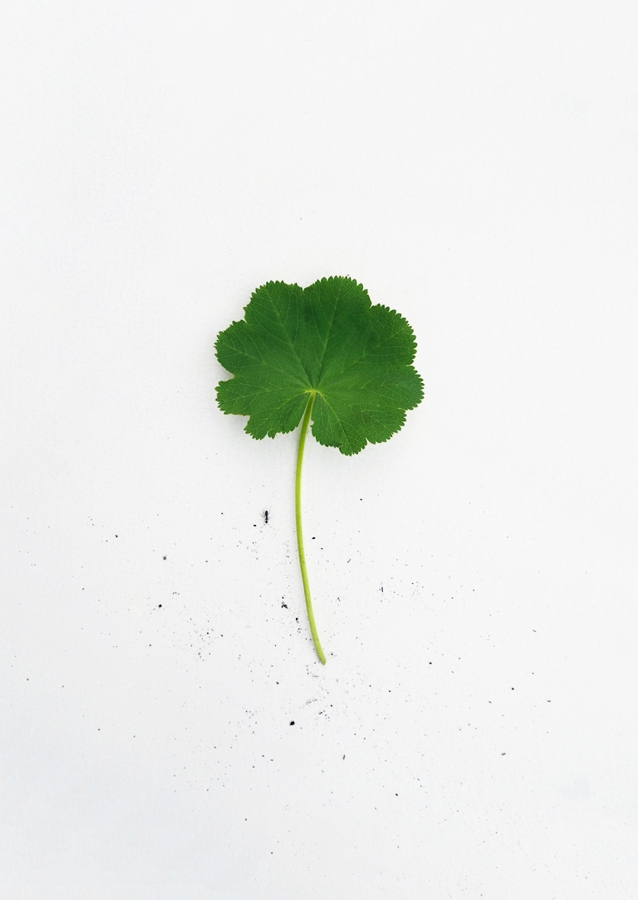 Kontryhel s mravencem