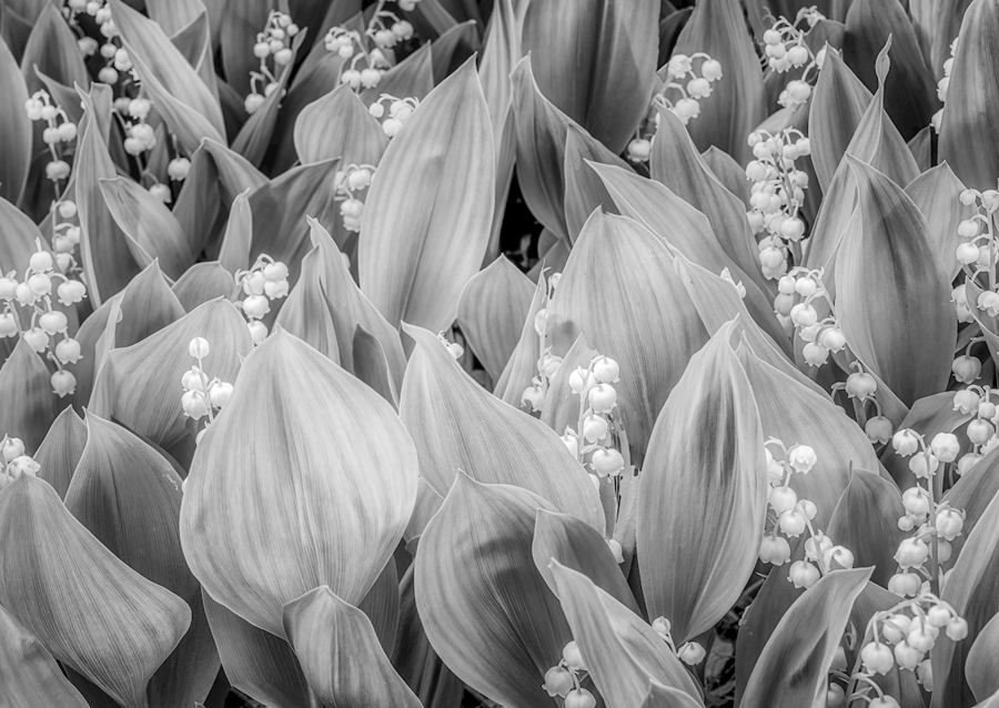 Lillies of the valley