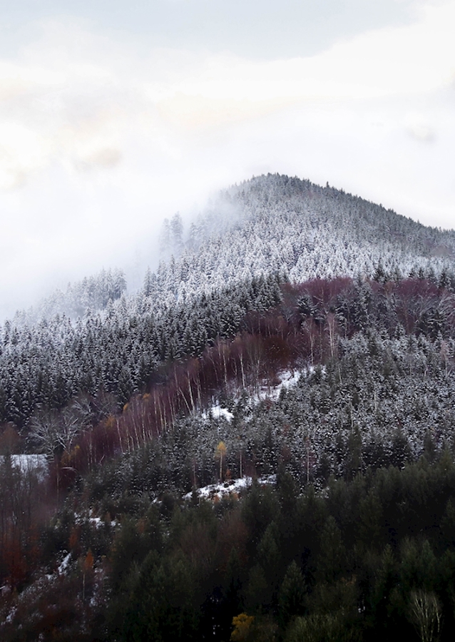 Schwarzwald om vinteren forandring