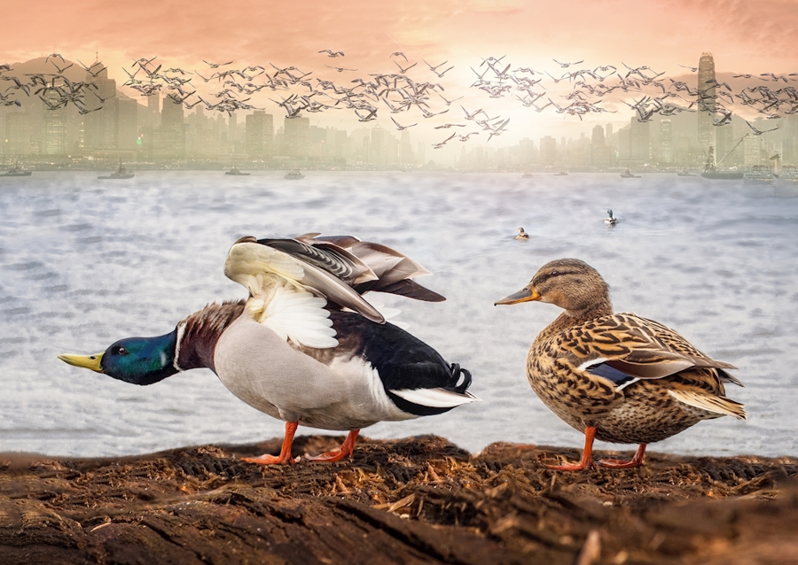 Visita dell'anatra a Hong Kong