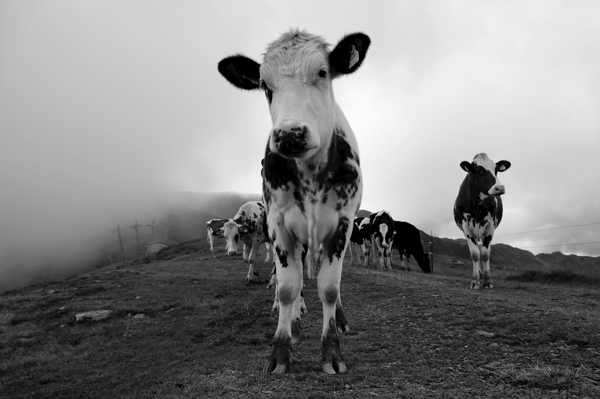 Poster: Veau curieux - Bettina Strauß