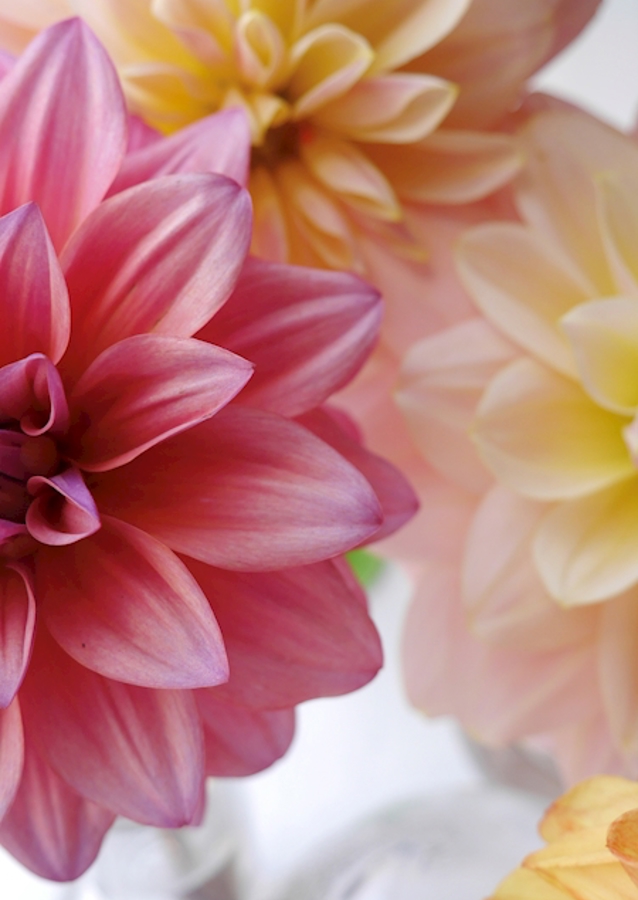 DAHLIA Rosa Variation 1/2