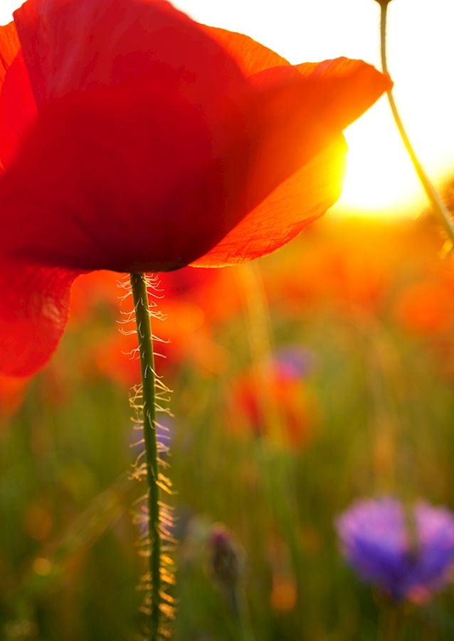 Poppy flower in sunset