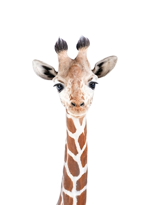 Poster: Bébé girafe