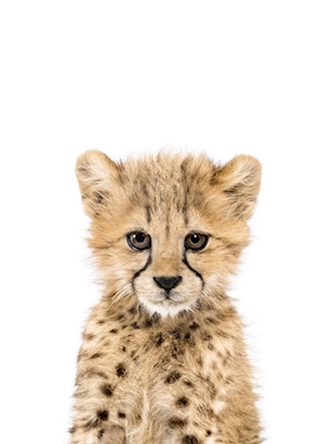 Poster: Bébé guépard