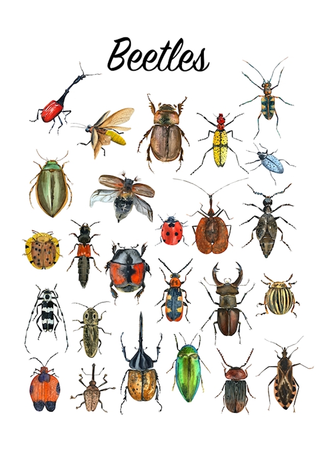 Beetles Poster