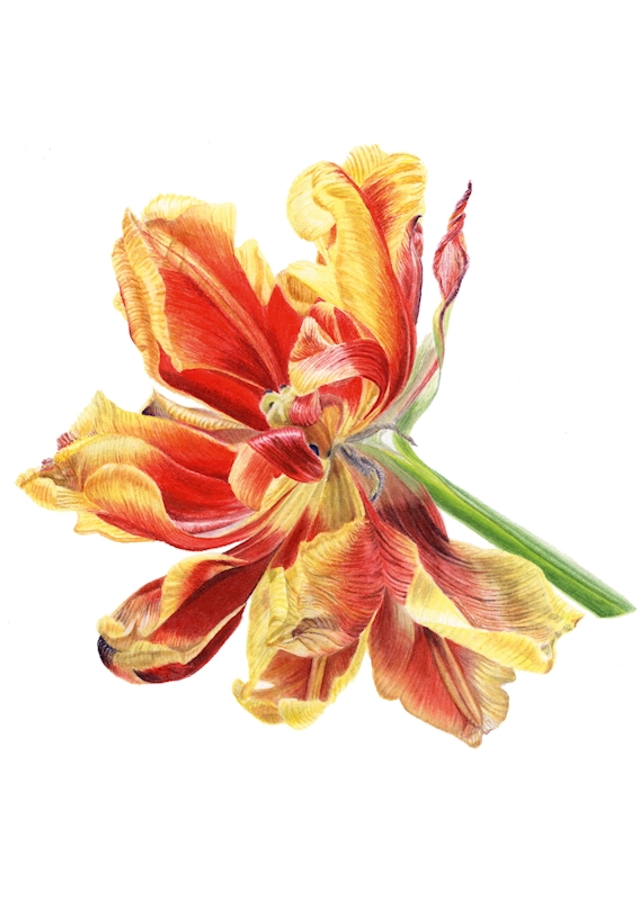 Wilting Tulip