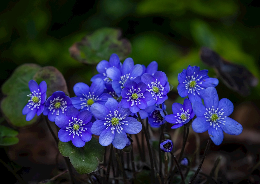 Hepatica - Blasippa