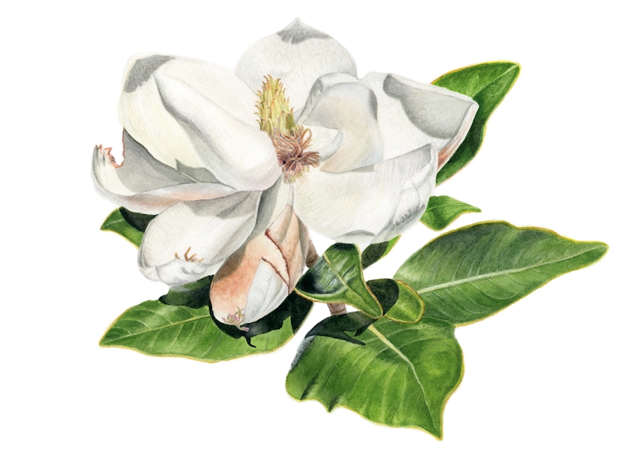 white magnolia