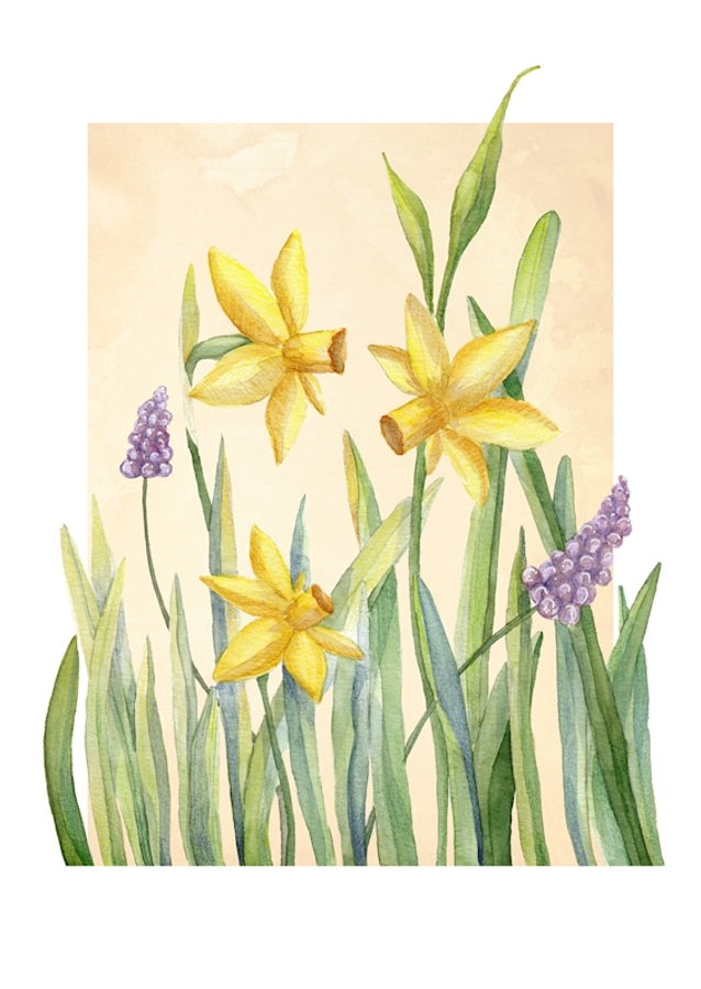 Lente bloemen narcissen