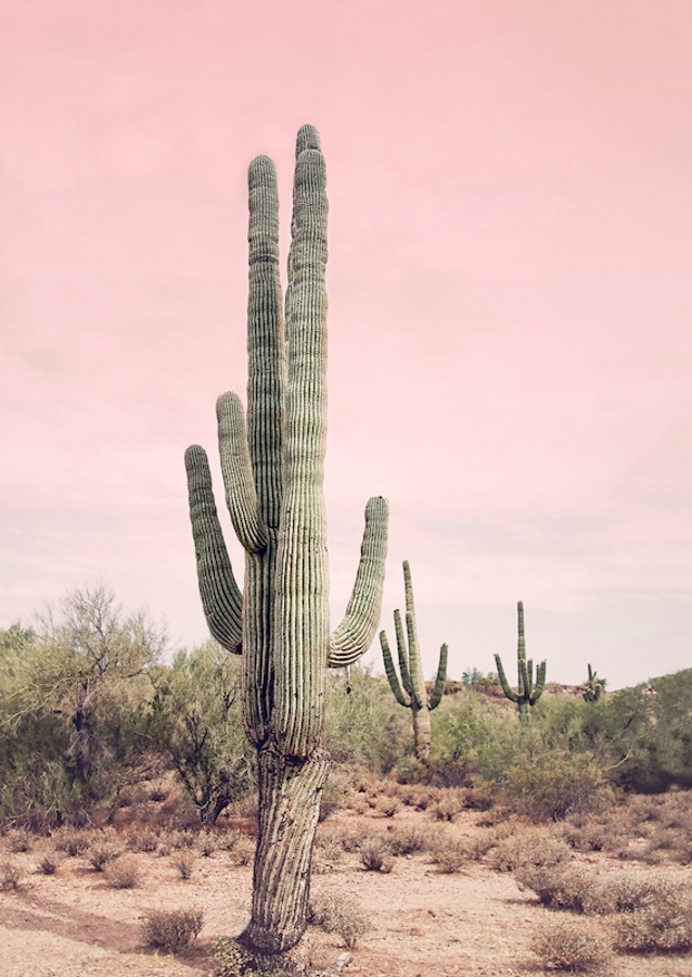 Blush Desert Cactus