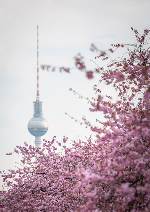 Fernsehturm zur Kirschblüte