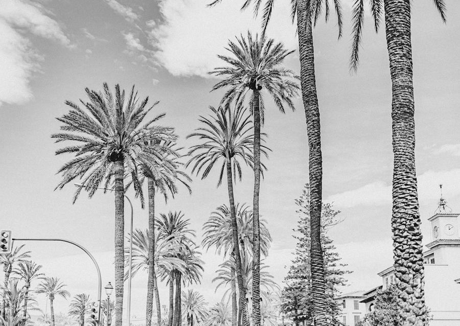 Palmiers en noir et blanc