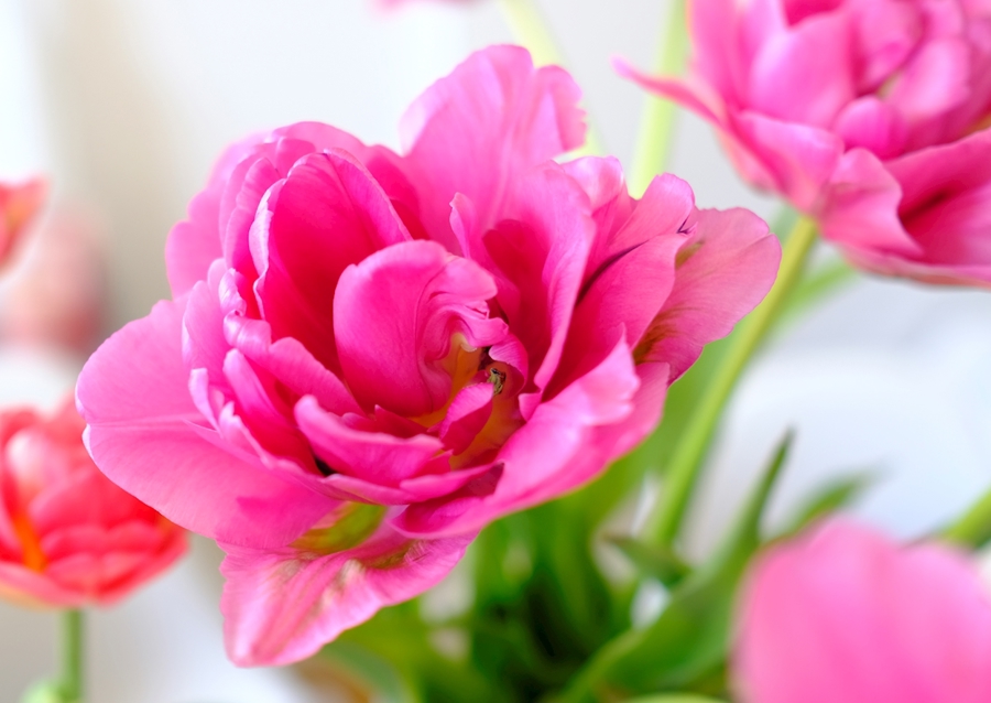 Flowers in pink and red