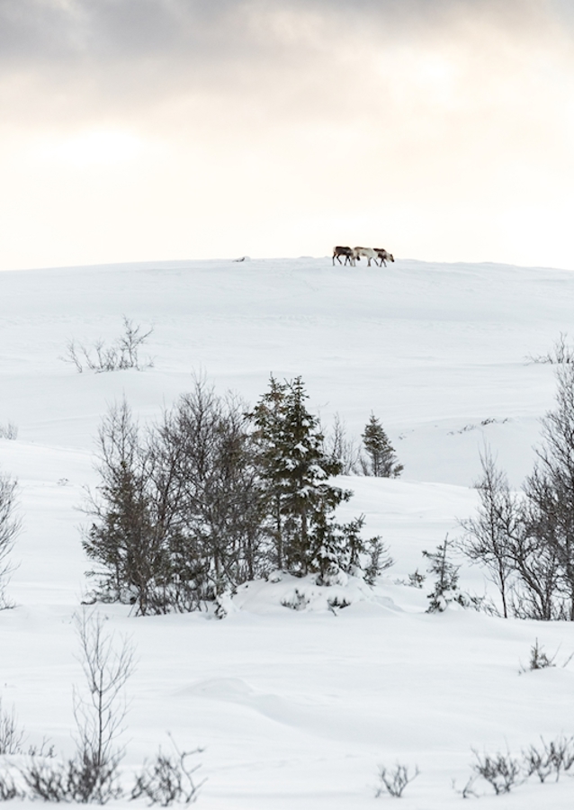 Rensdyret på bjerget