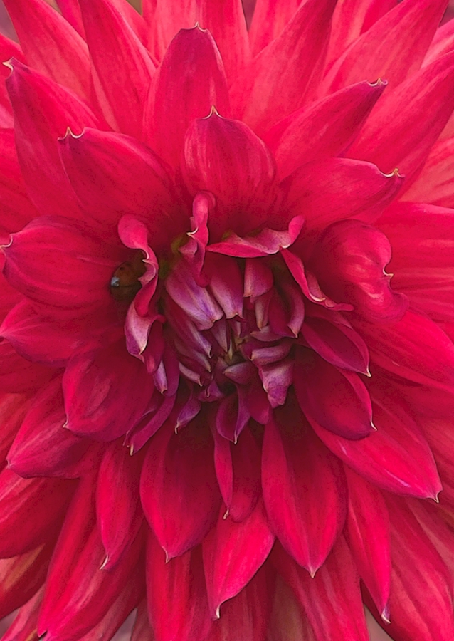 Dahlia rouge