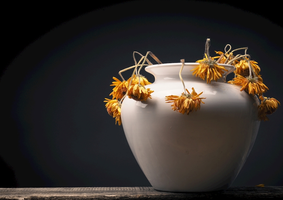 Uschlé žluté květy sedmikrásky