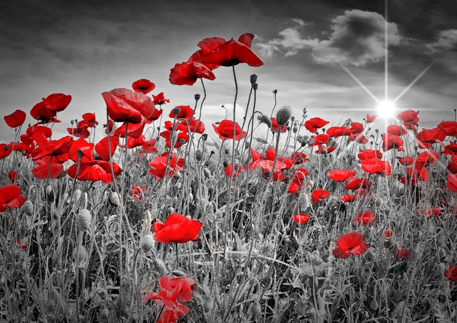 Idylické makové pole 