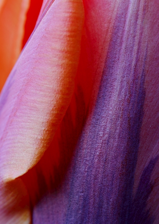 Prinses Irene Tulip #2