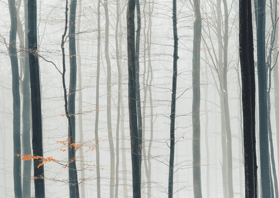 Abstrakte schwarze und weiße Bäume