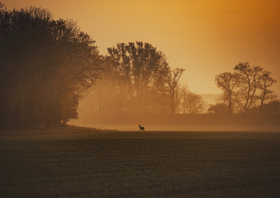 Srnec při východu slunce