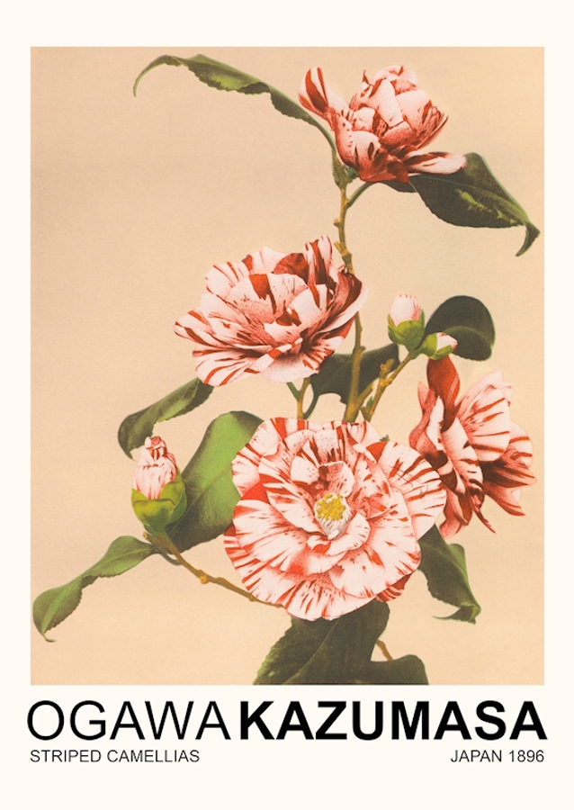 Striped Camellias