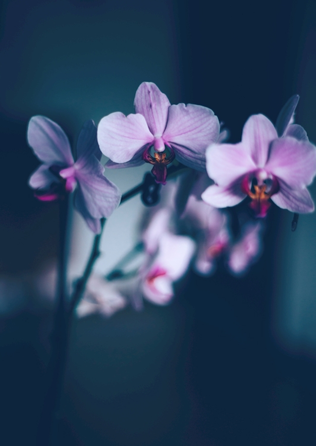 Phalaenopsis Brudorkidé