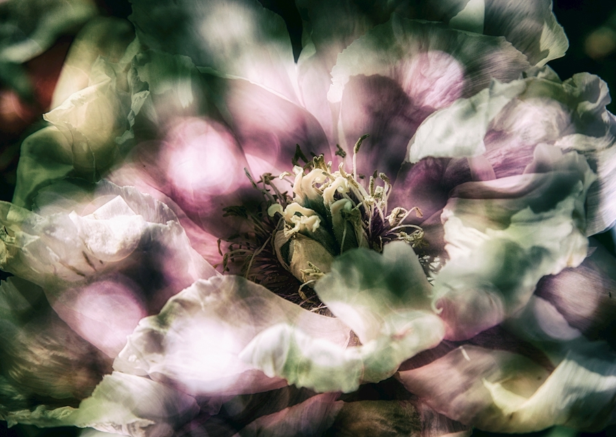 La peonía a la luz del sol