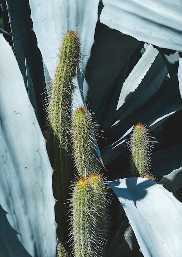 Desert Garden, Cacti