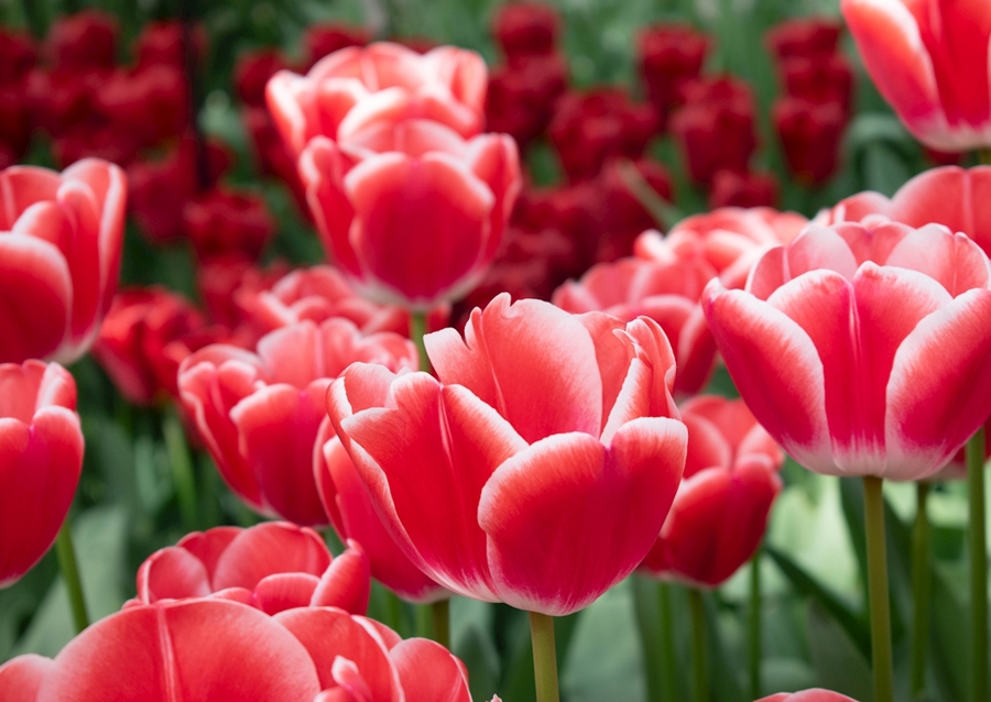 Paysage des tulipes rouges