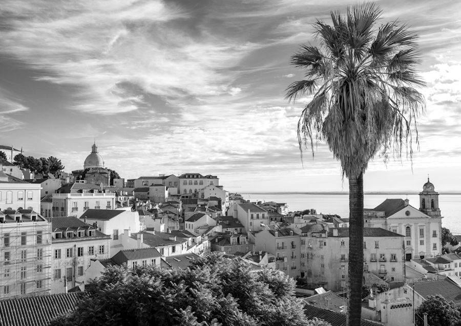 Palmtree om sommeren