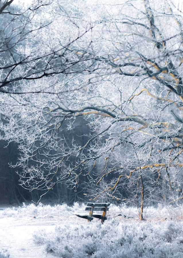 Le banc 