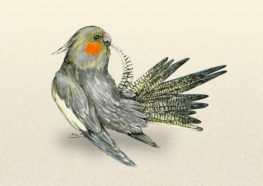 Szczotkowanie cockatiel