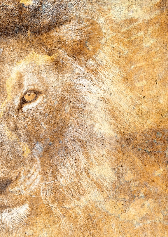 Golden Simba part 2