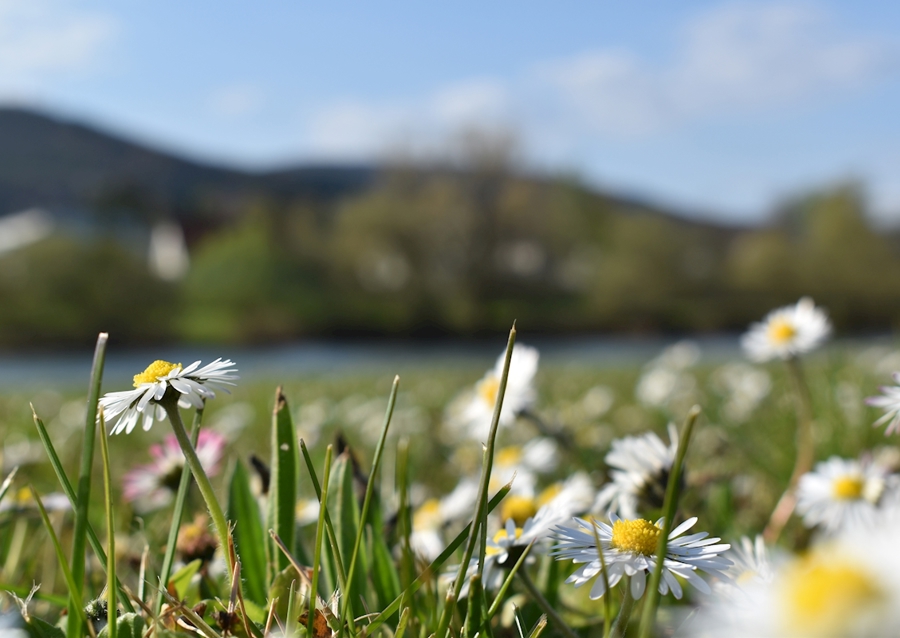 Gänseblümchenwiese