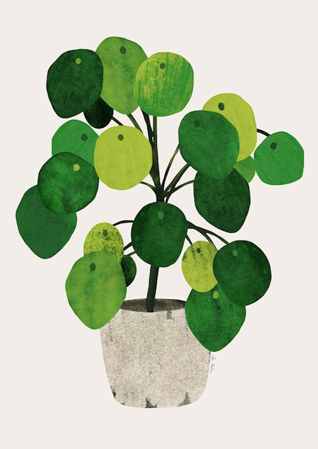 Pilea plant