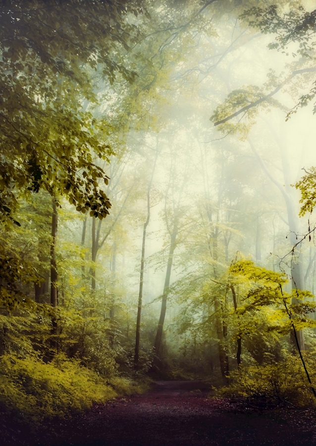 Misty Forest Morning