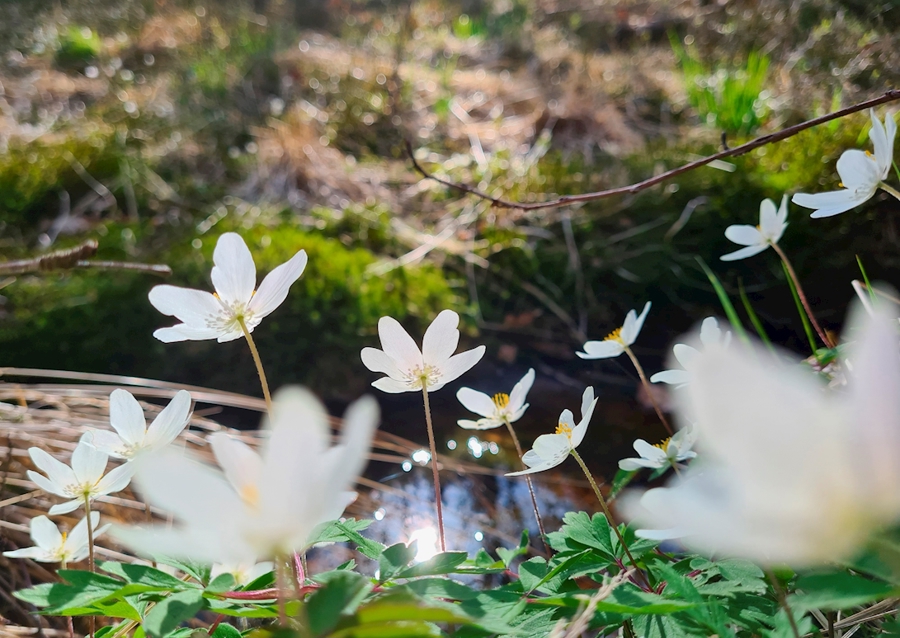 Łapanie wiosennego słońca