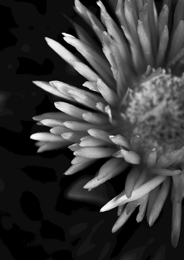 Colorless Ice plant