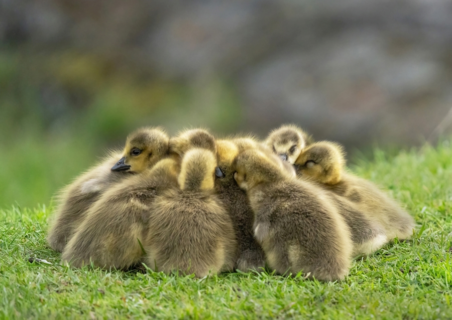 Morning meeting in nature