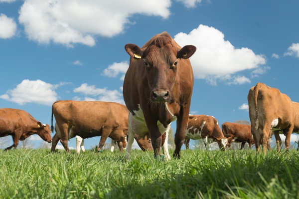 Poster: Vache curieuse Sara  - Therese Eriksson 